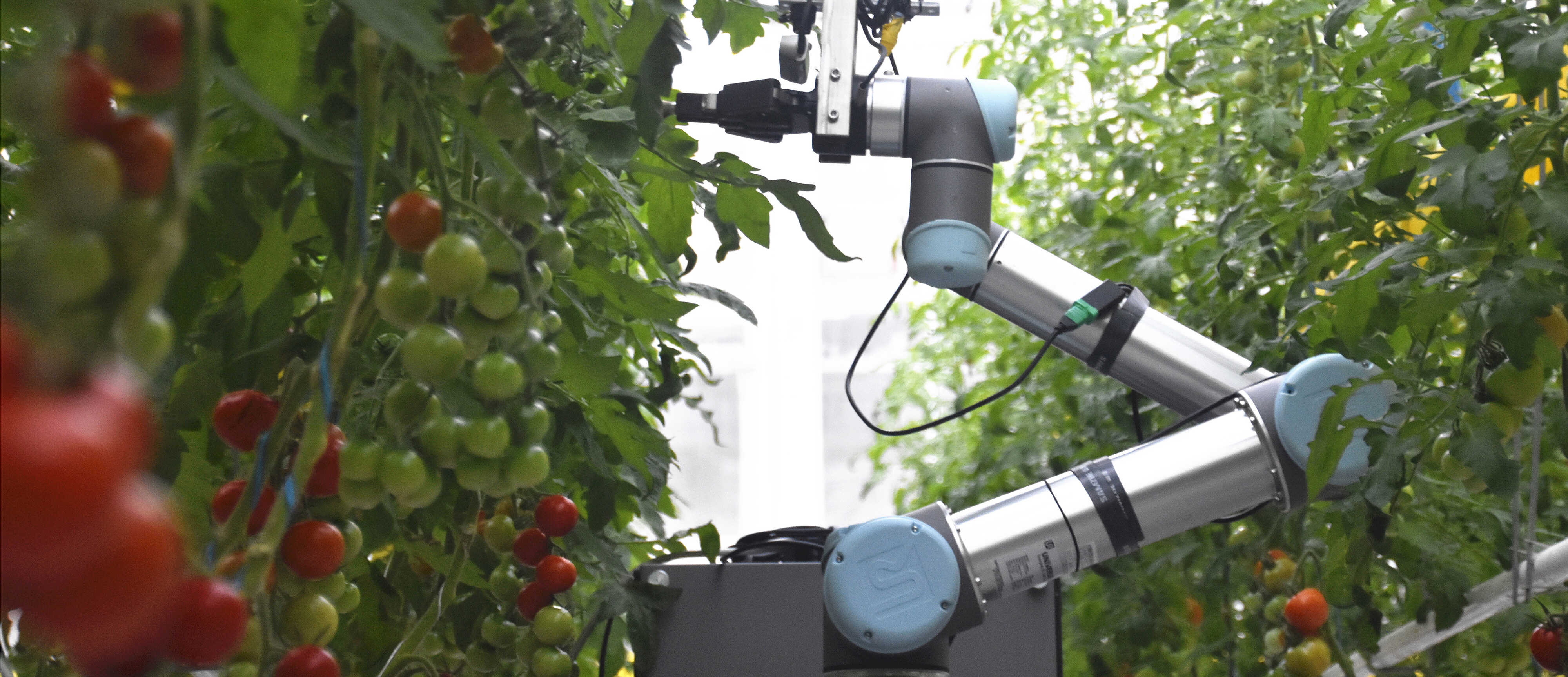 Crop Matchmakers: AI-powered Robotic Breeder GEAIR Takes Over Hybrid Crop Breeding