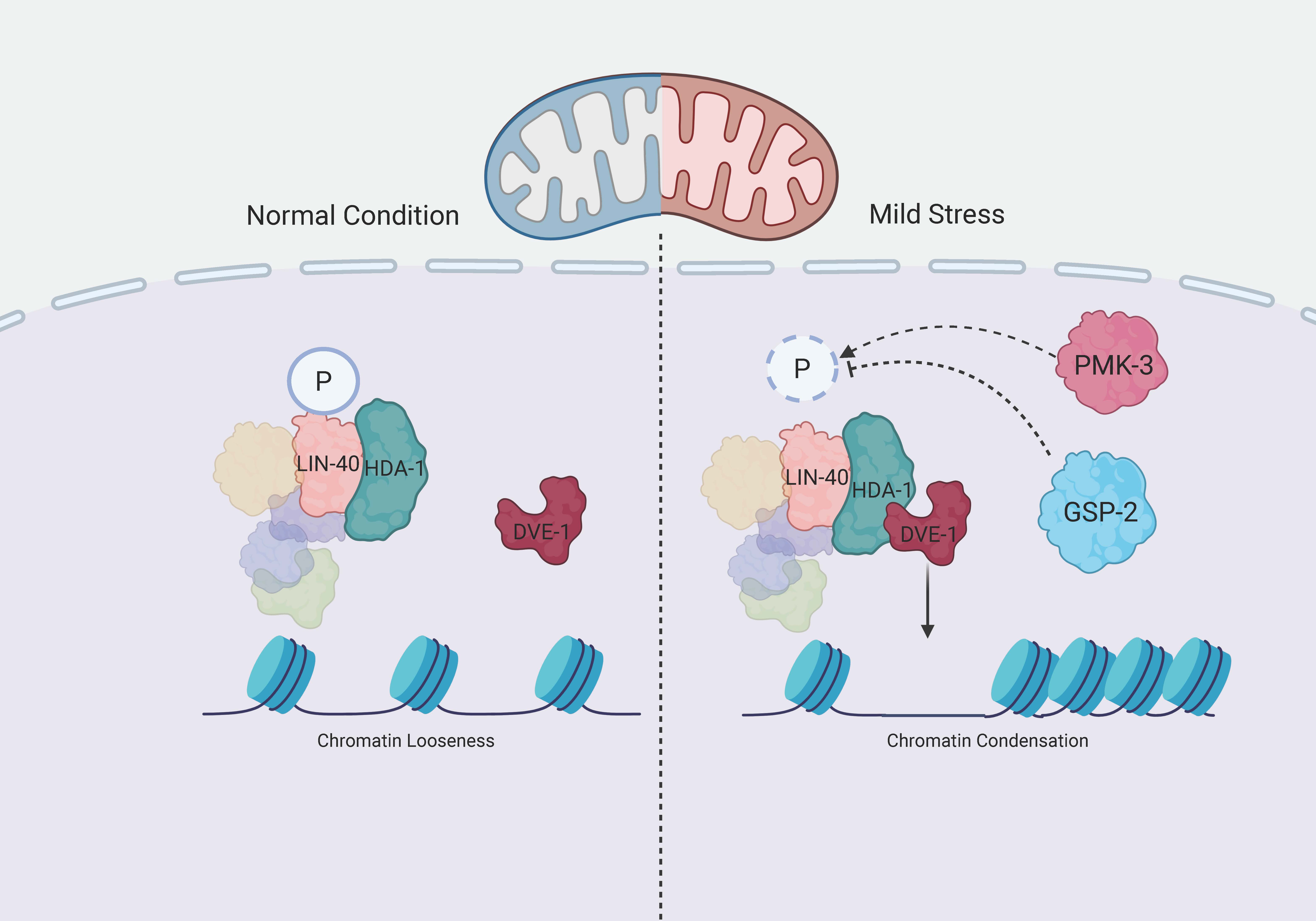 Mitochondrial Stress Regulates Phosphorylation of the NuRD Component LIN-40 to Coordinate Chromatin Remodeling and Longevity