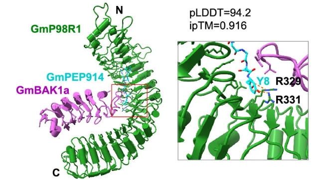 Scientists Identify Peptide-Receptor Module Conferring Broad-Spectrum Disease Resistance