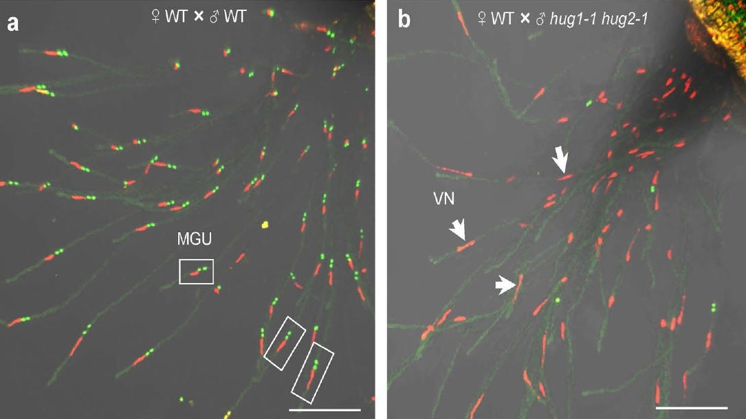 Scientists Uncover How the Pollen “Hug” Their Sperms for Successful Double Fertilization