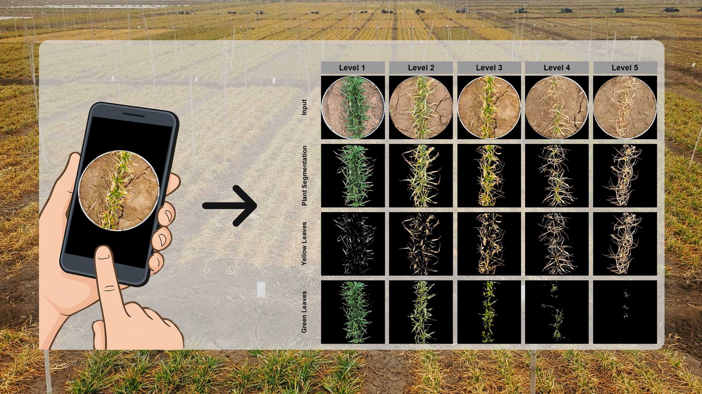 Researchers Develop Lightweight Model to Enhance Precision Assessment of Freeze Injury and Cold-Resistant Breeding in Wheat