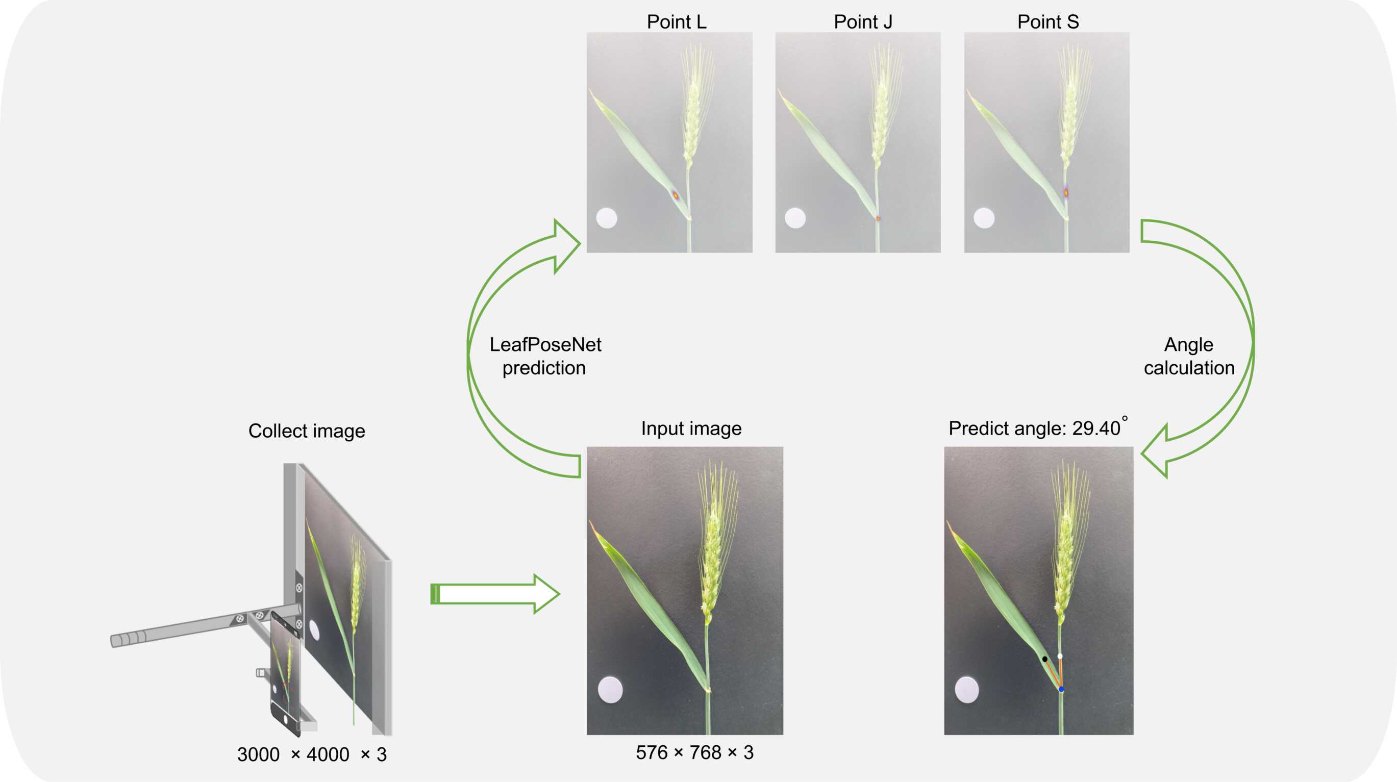 A Deep Learning–Based Method for In-Field Measuring Flag Leaf Angle for Wheat