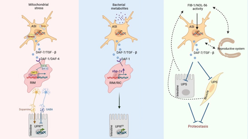 TGF-β Signaling Acts as An Organismal Proteostasis Regulator