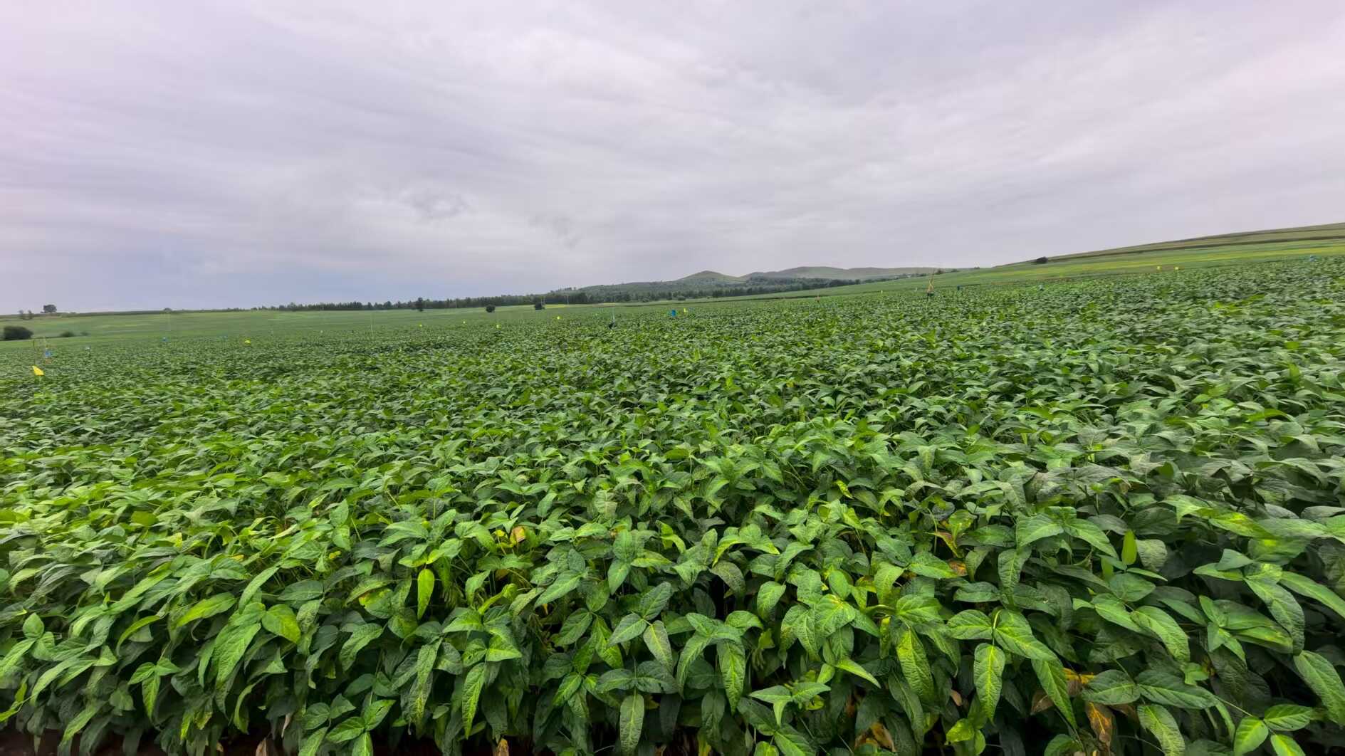 Scientists Identify a Brake Gene for Seed Oil Control in Soybean