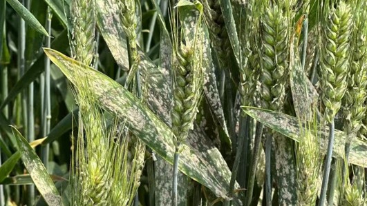 Scientists Identify Paired Immune Receptors Conferring Wheat Resistance to Powdery Mildew at The Adult Plant Stage
