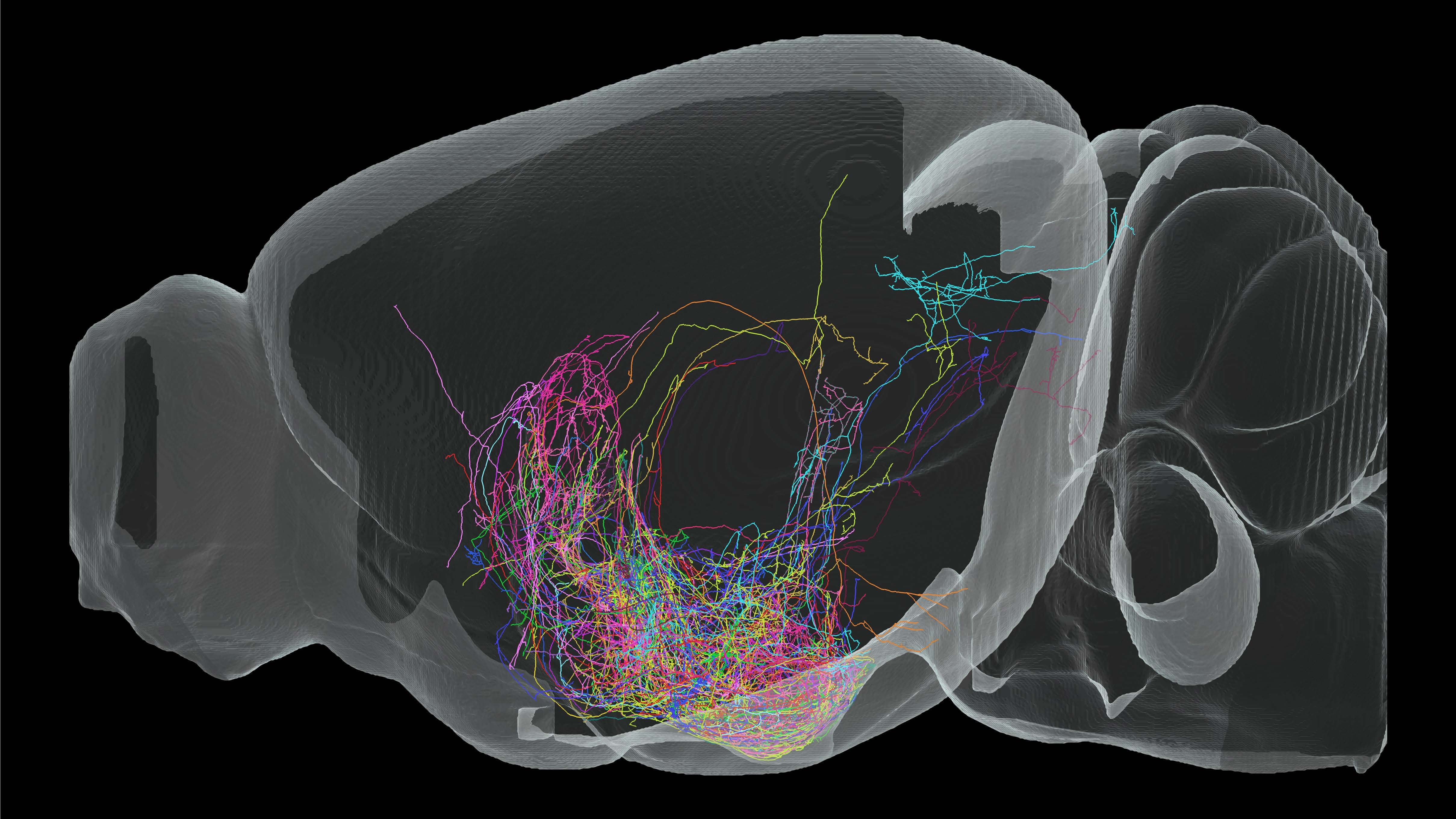 Chinese Scientists Identify Neural Basis for Energy Expenditure in Arcuate Hypothalamus