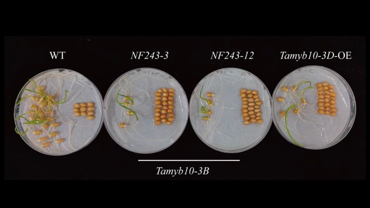 Researchers Reveal the Genetic Mechanisms of Antagonistic Selection between Seed Dormancy and Size Traits in Wheat