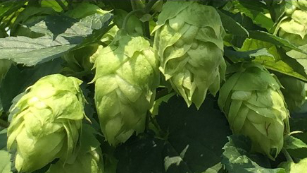 Scientists Uncover How Hops Produce the Chiral α-Bitter Acids That Give Beer Its Signature Taste