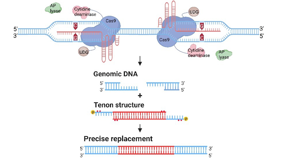 Scientists Develop “Mortise-Tenon Joint System” to Advance Precise Rice Genome Editing