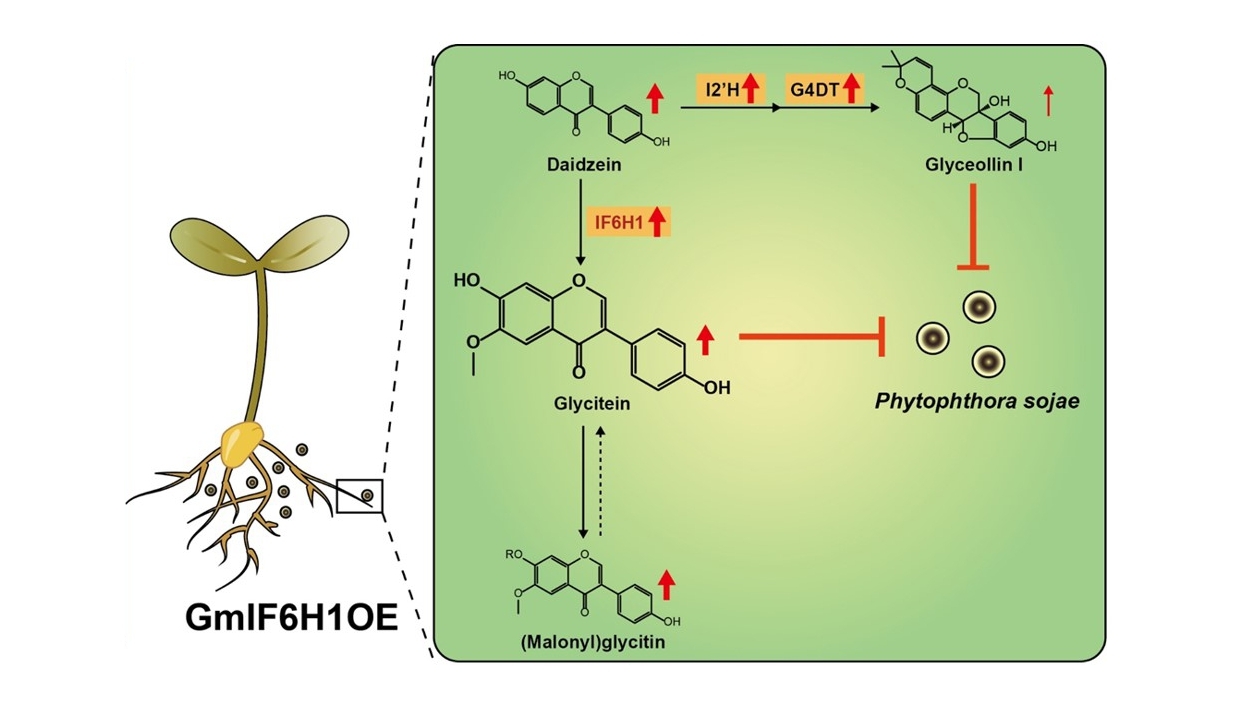Chinese Scientists Reveal How Isoflavone 6-Hydroxylase Mediates Soybean Resistance to Phytophthora sojae