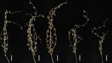 Pursuing Both High Yield and High Quality: Soybean Transcription Factor GmMYB331 Offers a Potential Solution