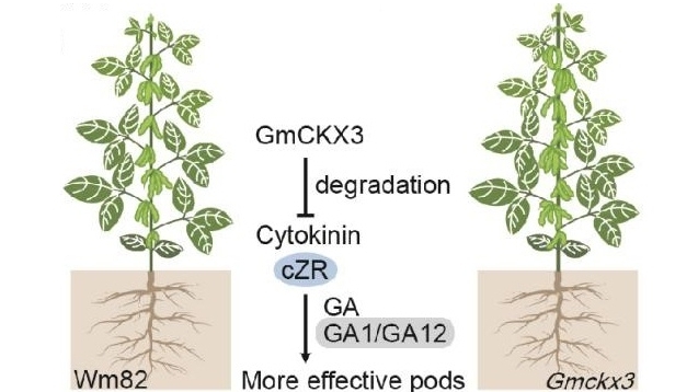 Gene-Editing of a Single Gene Boosts Soybean Yields in High-Density Fields