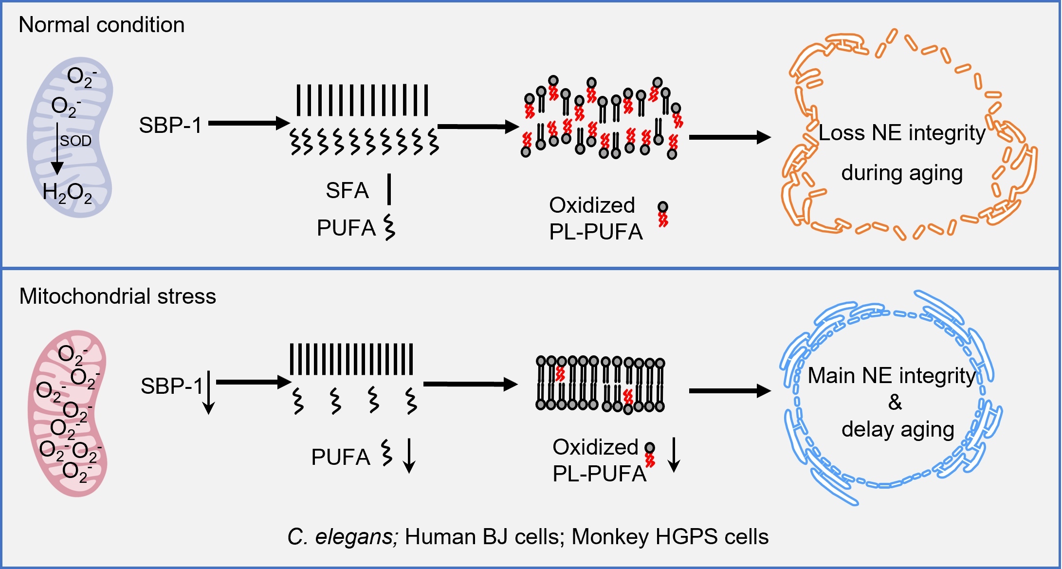 Mitochondrial Redox Signaling Preserves Nuclear Envelope Integrity and Delays Aging