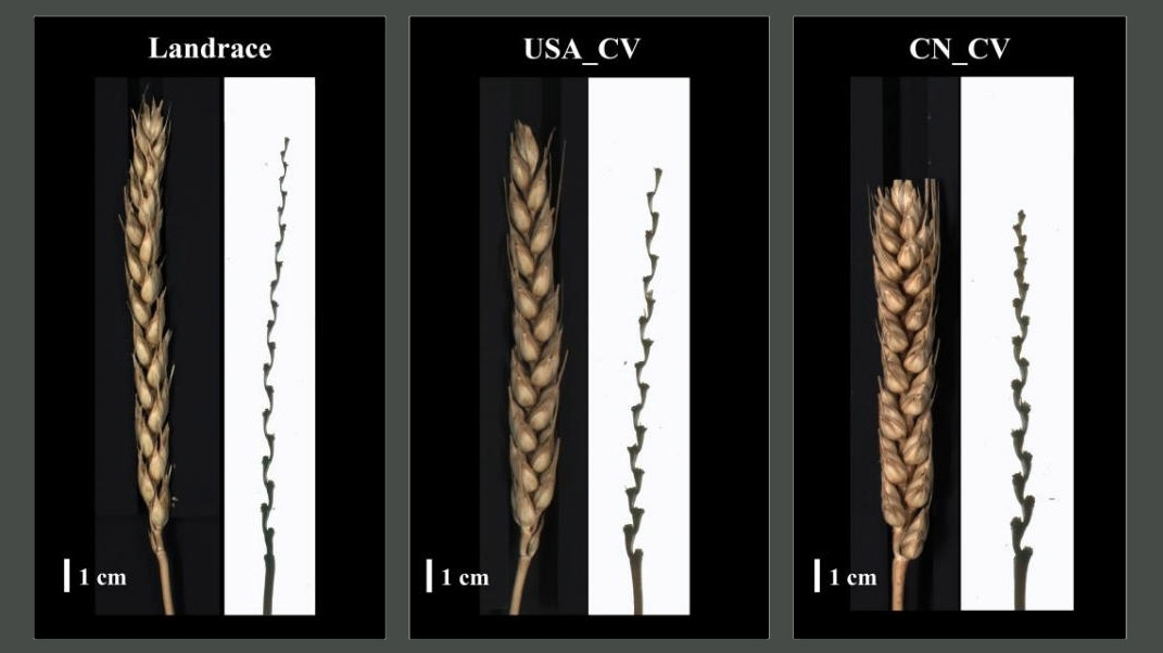 Deep Learning–Based Rachis Phenotyping System Enables Genetic Dissection of Spikelet Distribution in Wheat