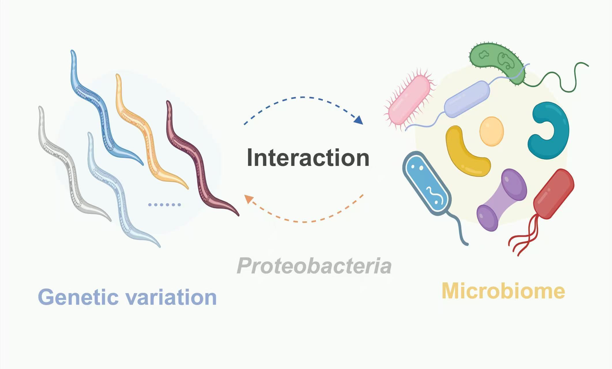 How Host Genetic Diversity Reshapes the Impact of Microbes on Aging