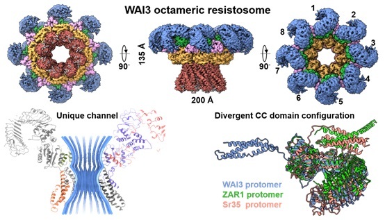 Scientists Reveals Novel Octameric Resistosome and Immune Mechanism of Wheat CCG10-NLR Receptor