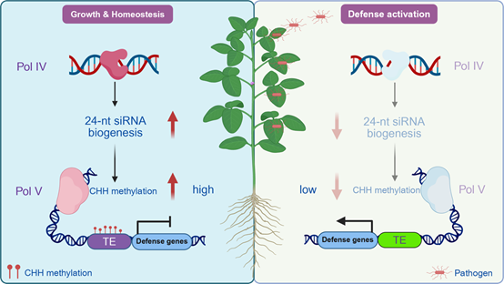 How RdDM Sets the Genome-Wide Immune Threshold