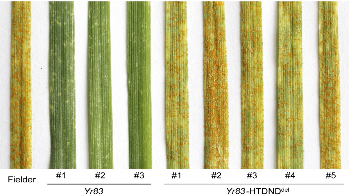 Scientists Identify Yr83 Gene with Broad‑spectrum Stripe Rust Resistance in Wheat