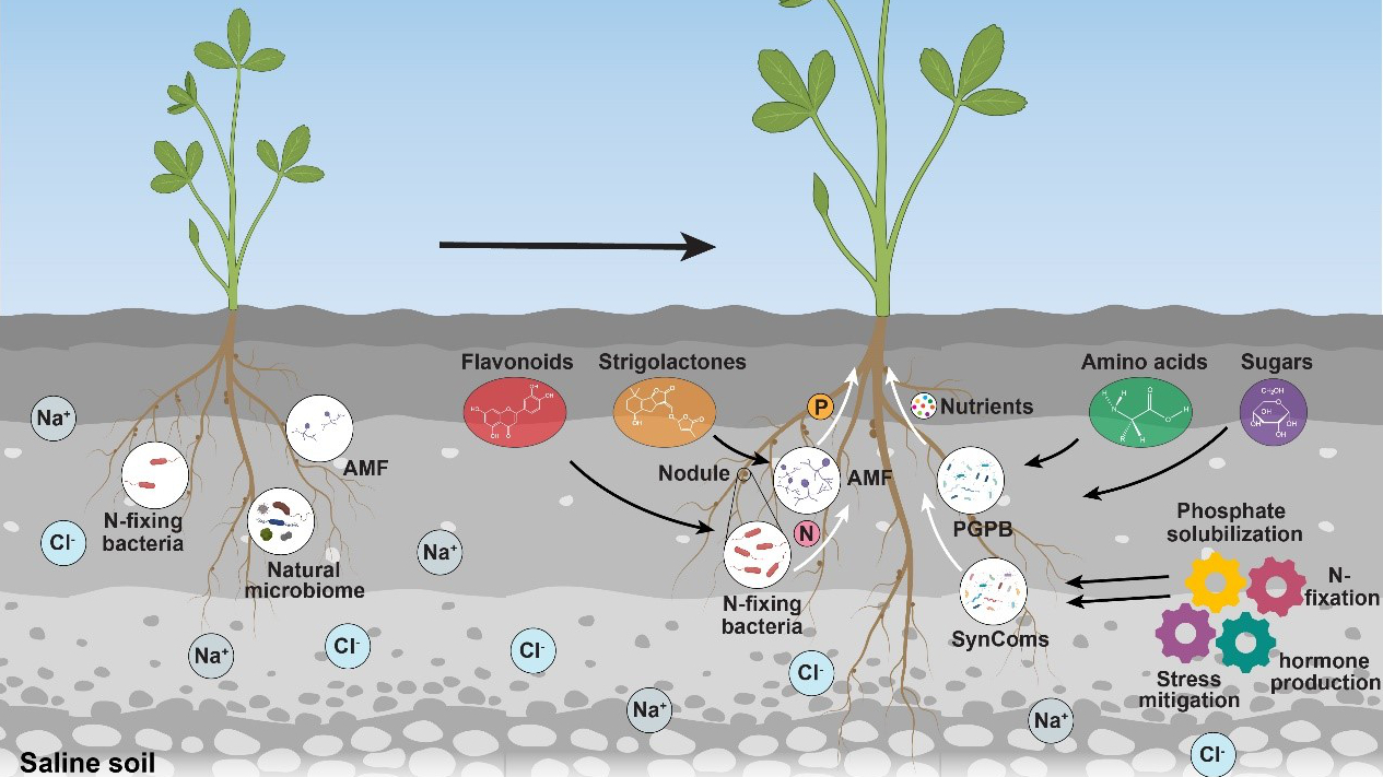 CAS Research Unlocks Microbiome Strategies to Enhance Alfalfa Resilience Under Salt Stress