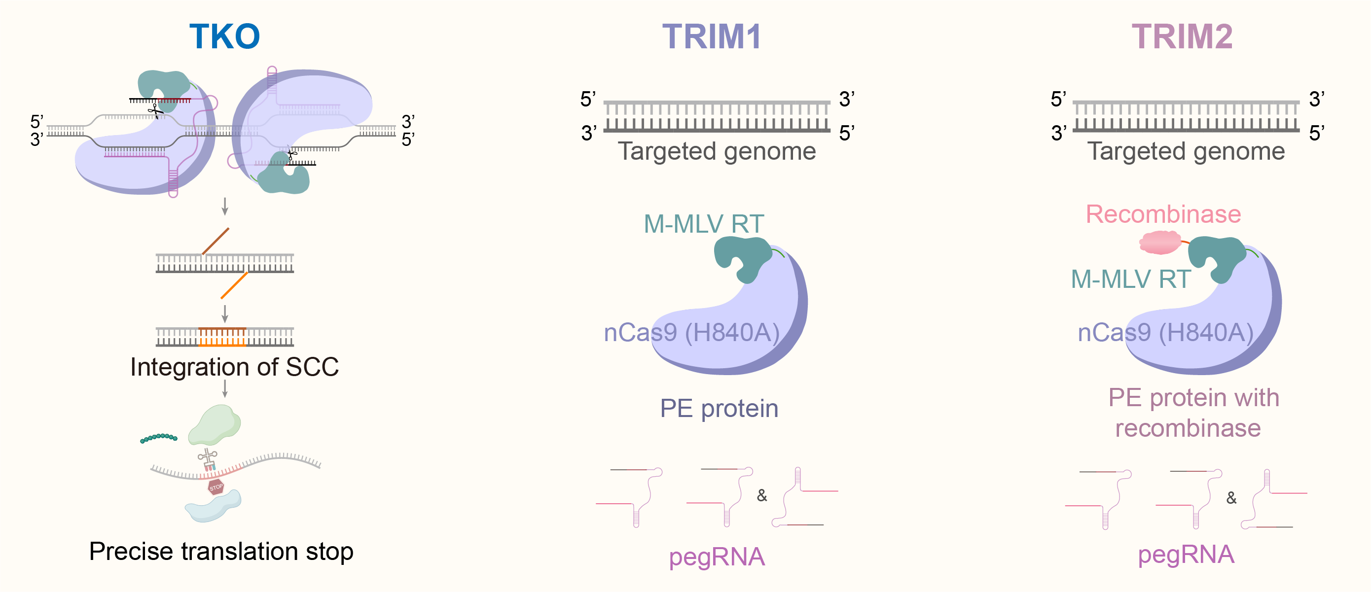 Researchers Develop “All-in-One” Platform for Multiple Trait Stacking in Crops