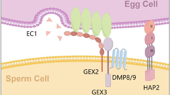 Two Back-To-Back Studies Reveal That the Sperm Surface Protein GEX3 Controls Gamete Fusion and Haploid Induction