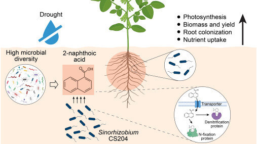 Microbial Diversity Enhances Crop Drought Resilience Through Metabolite Signaling