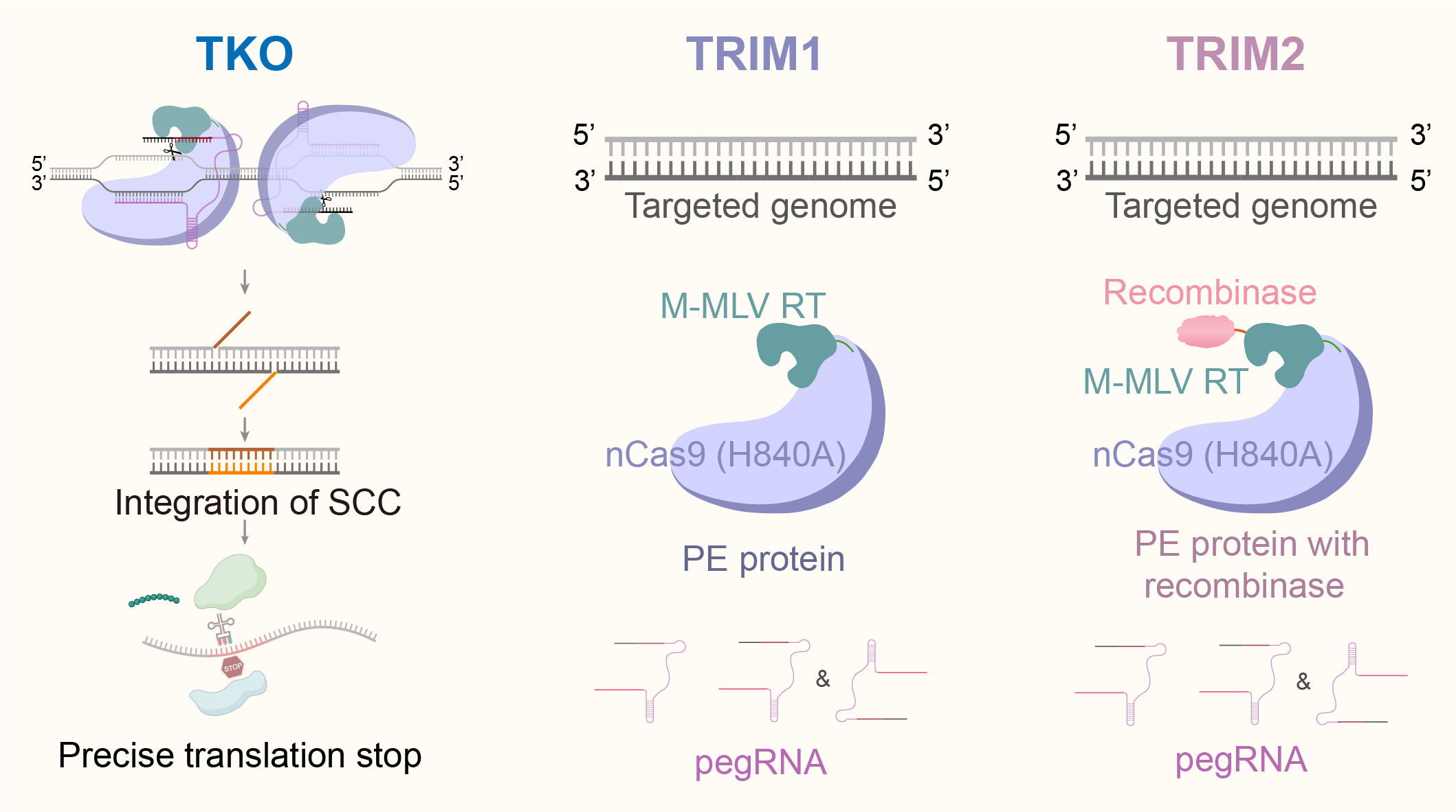 Researchers Develop “All-in-One” Platform for Multiple Trait Stacking in Crops