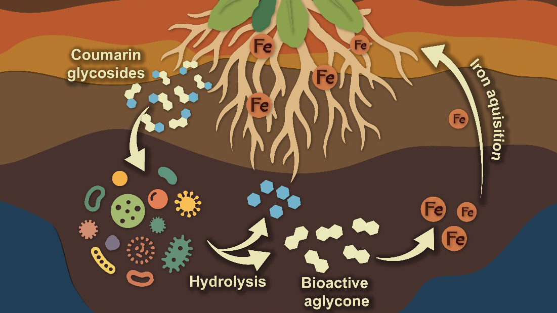 Chinese Scientists Reveal Novel Mechanism of Plant-Microbe Synergistic Remodeling of Metabolites to Enhance Iron Uptake