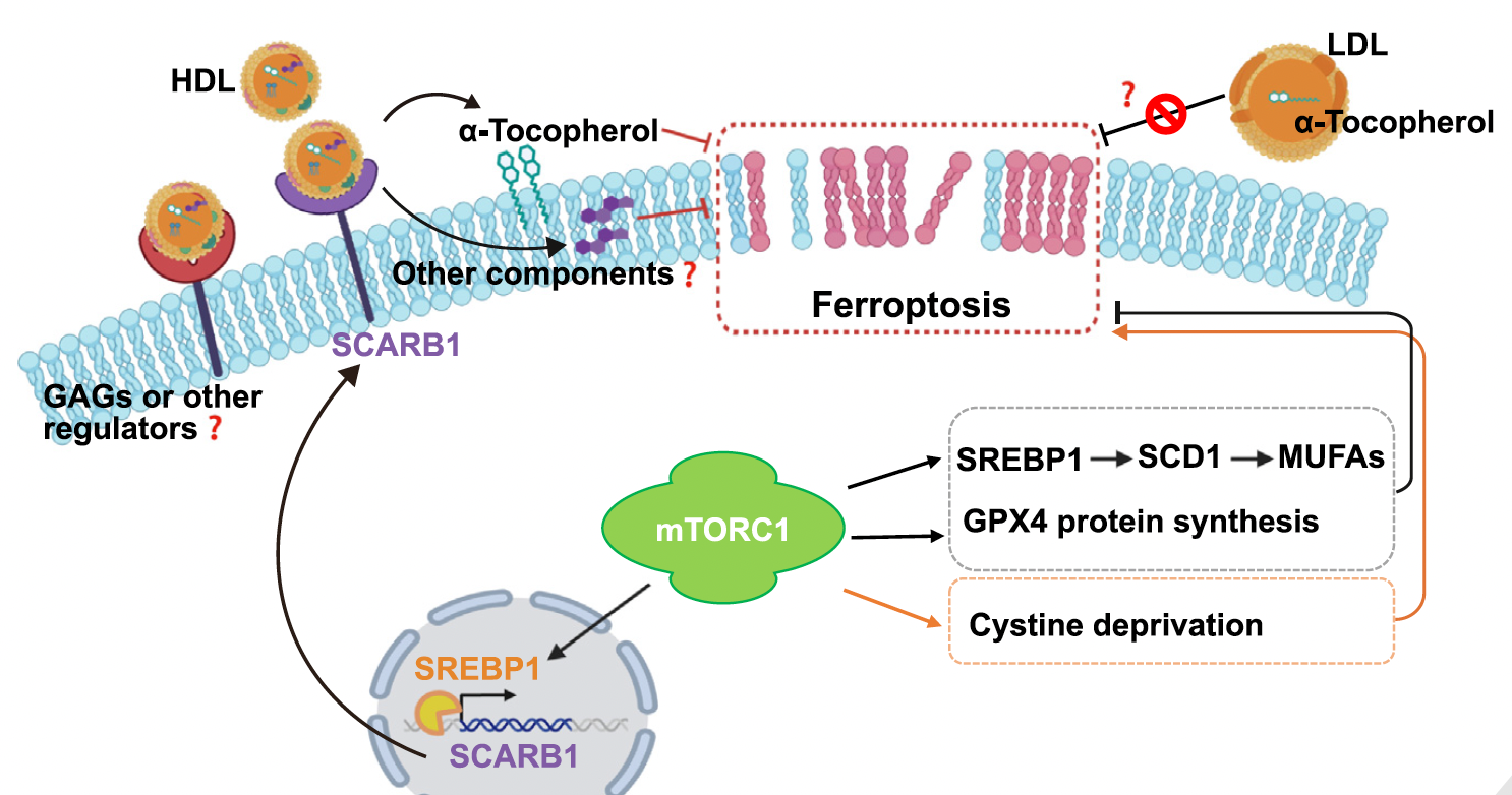 CAS Scientists Invited to Author a Spotlight on HDL-Mediated Protection from Ferroptosis