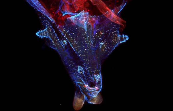 Bioimaging Analysis Platform