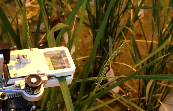 Key Laboratory for Water-saving Agriculture, Heibei Province